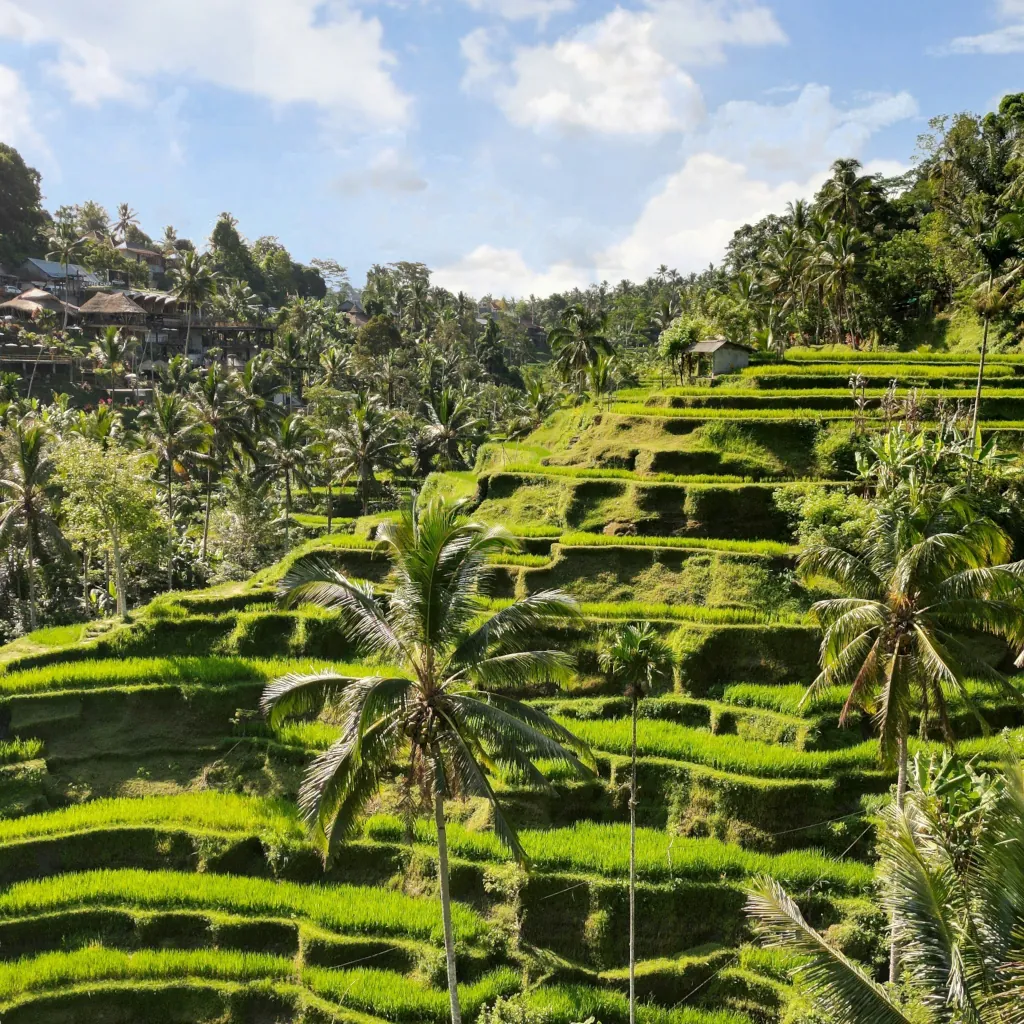 Cultural trips