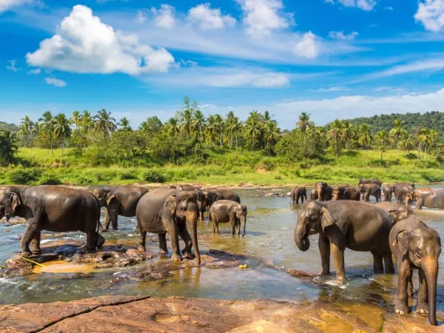 Udawalawe National Park