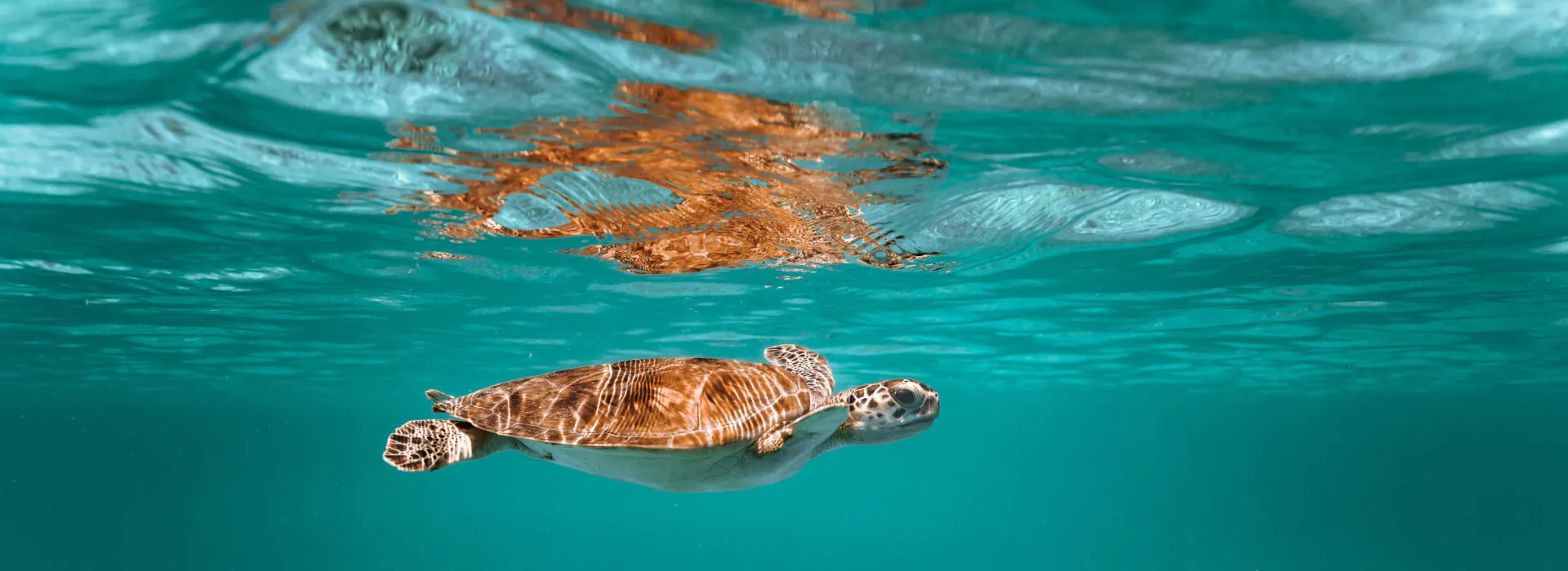 World Oceans Day 2024