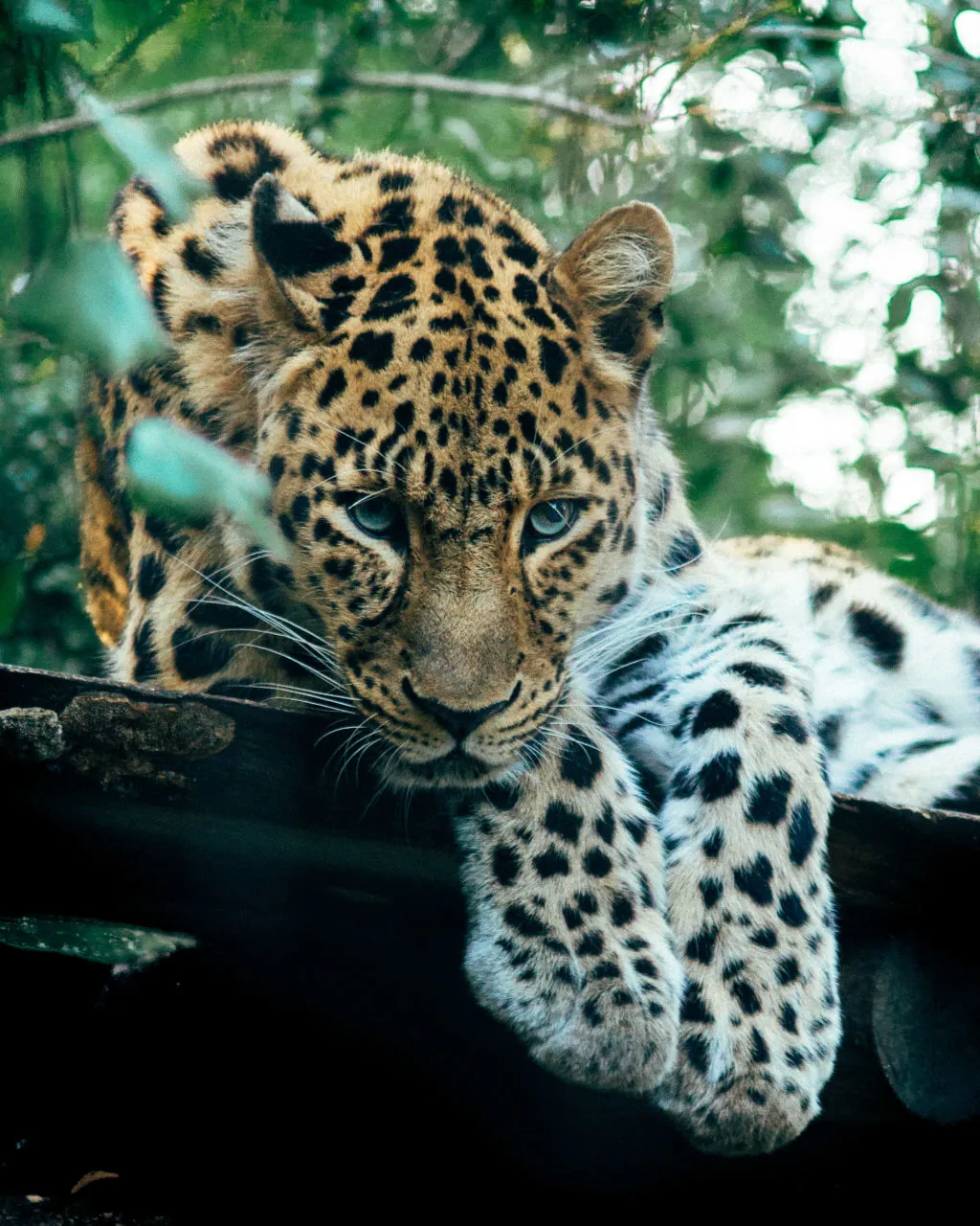 Die außergewöhnliche Tierwelt