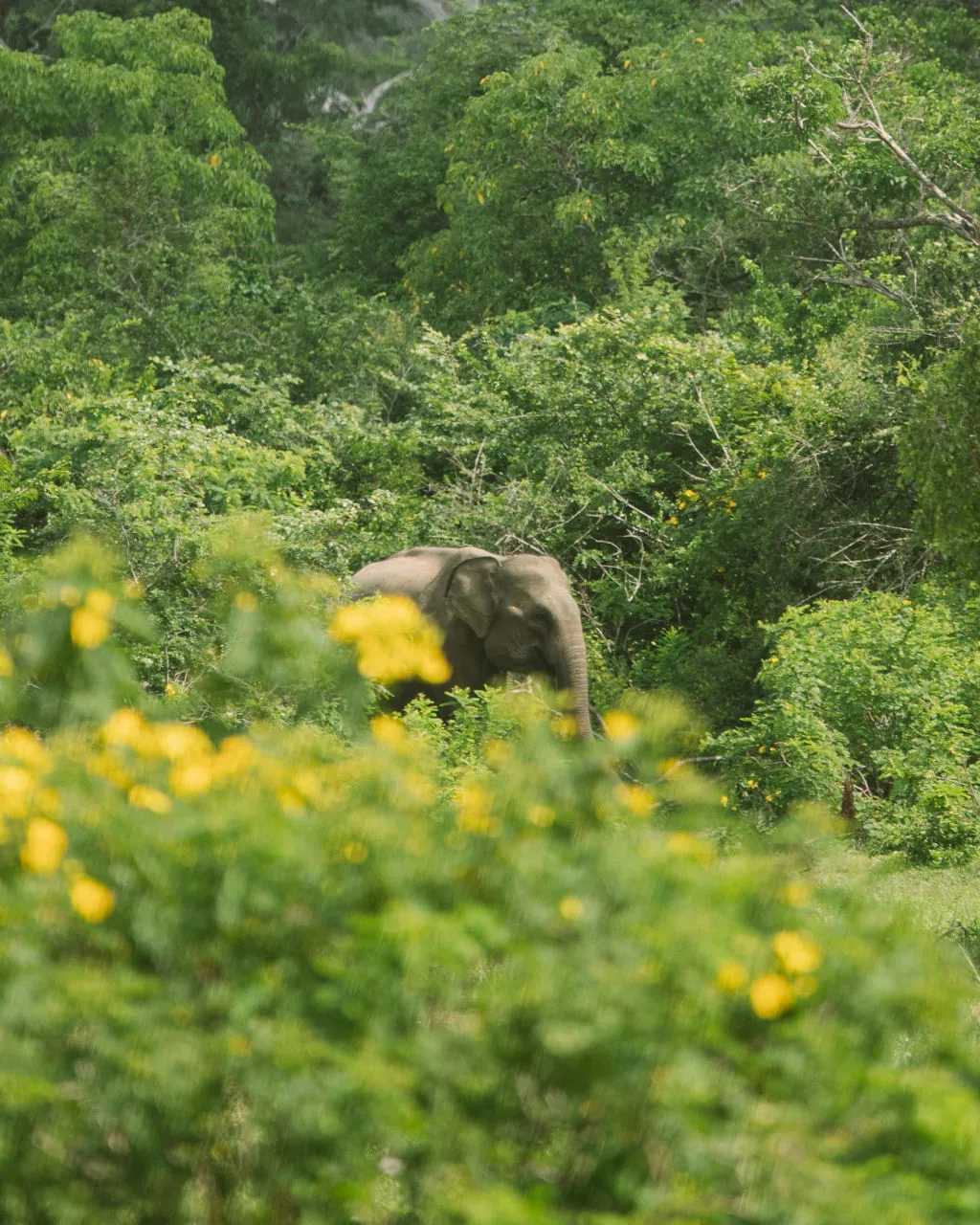 Yala Season: March to September