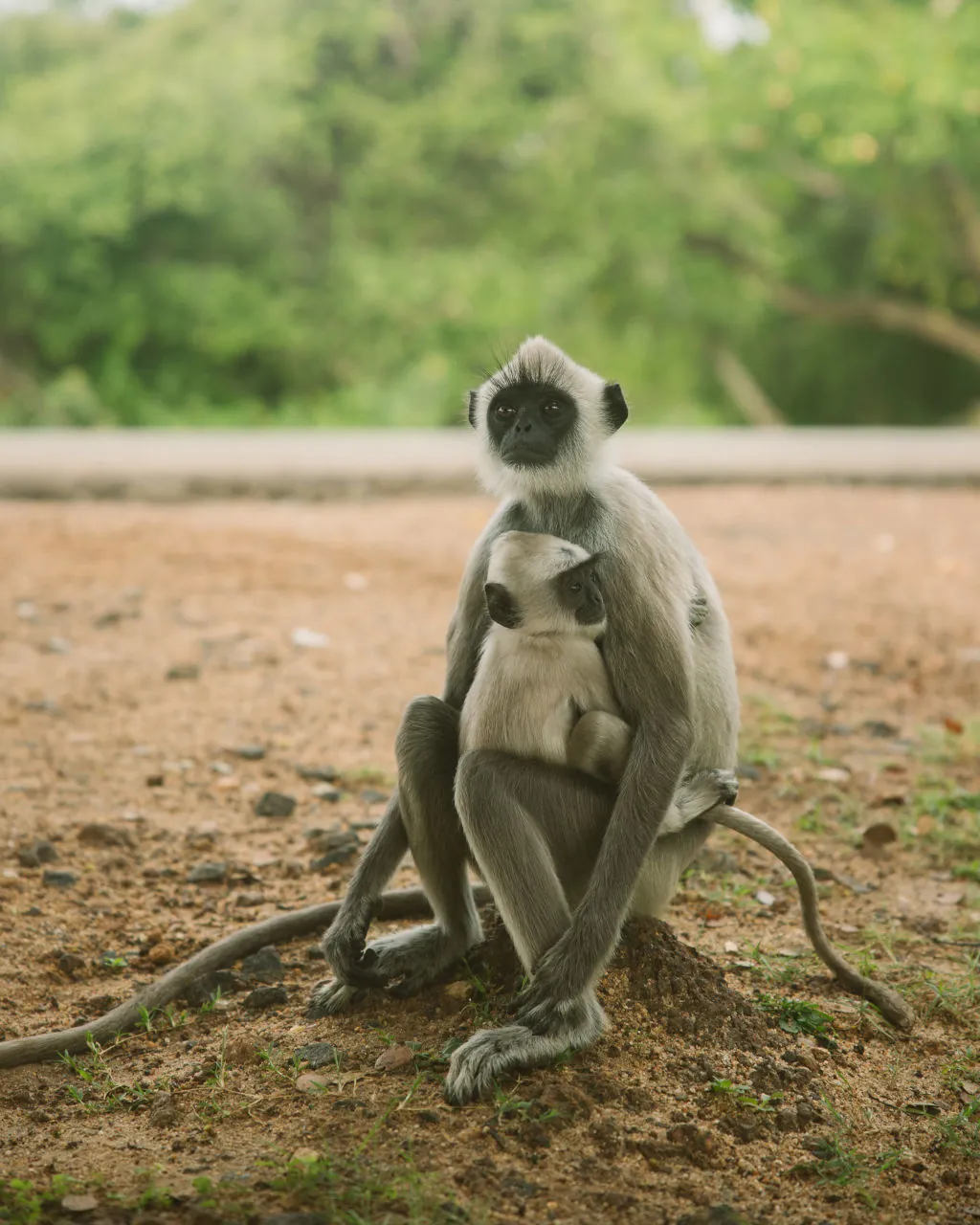 Yala Season: March to September