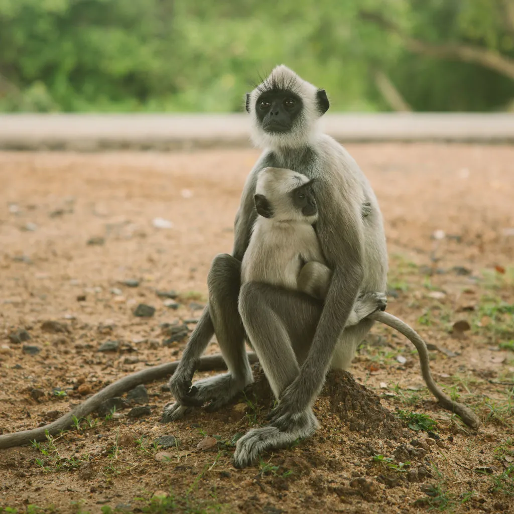 When is the best time to visit Sri Lanka?
