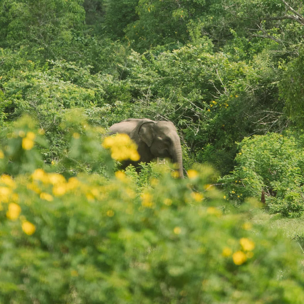 When is the best time to visit Sri Lanka?