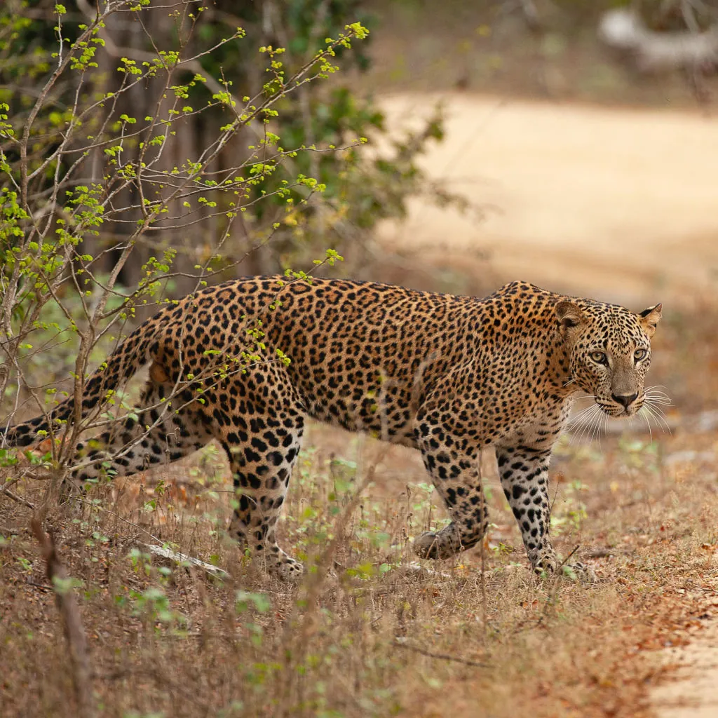 Explore the Wildlife in the Yala National Park