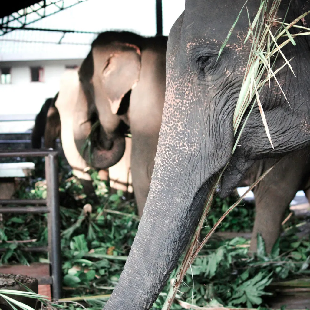 Trip to the Pinnawala Elephant Orphanage