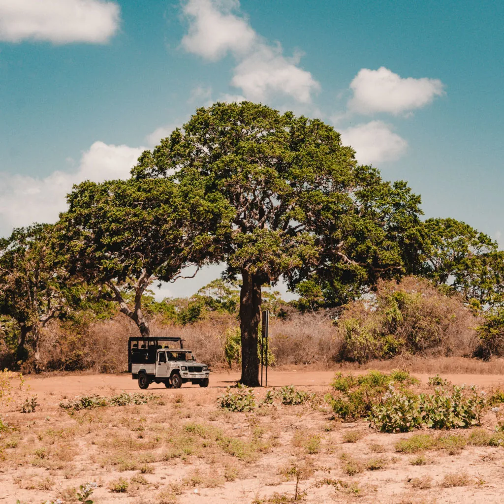 Discover the Udawalawe National Park