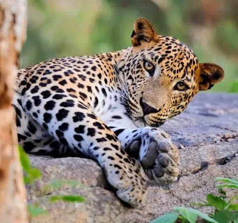 Udawalawe Nationalpark