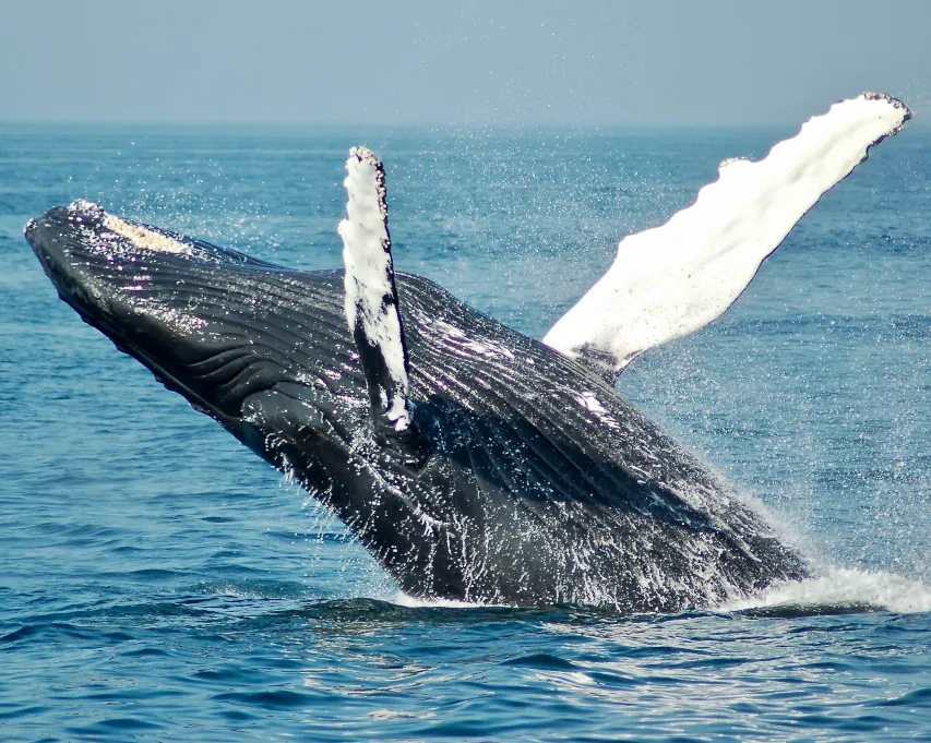 Mirissa Whale Watching