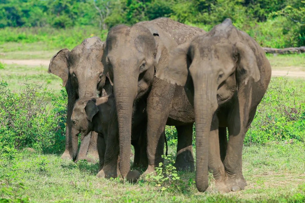 Sri Lanka - das buddhistische Paradies