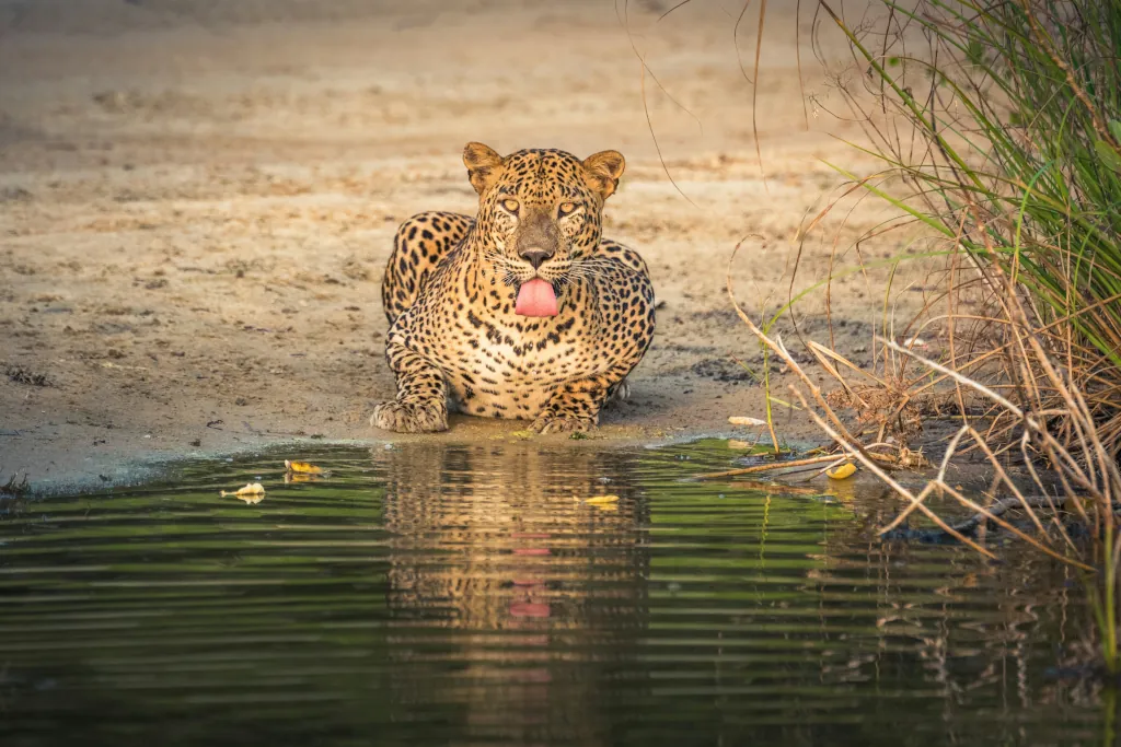 Sri Lanka - das verborgene Juwel