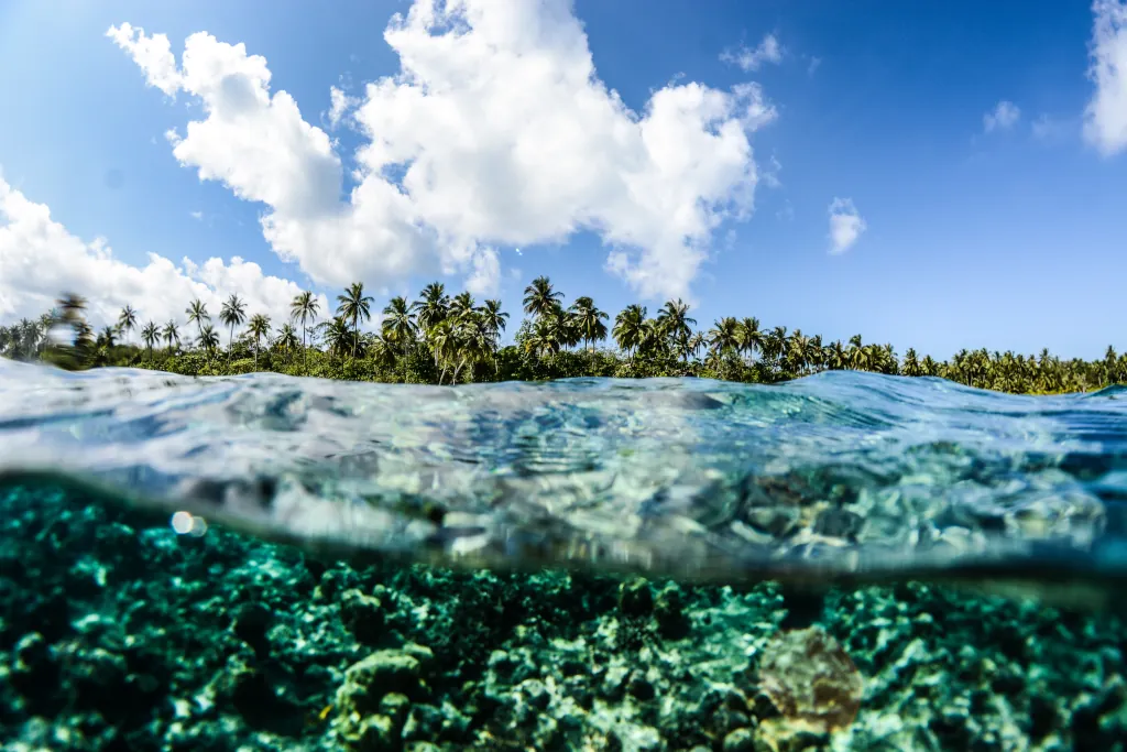 An underwater shot of the ocean with trees in the background